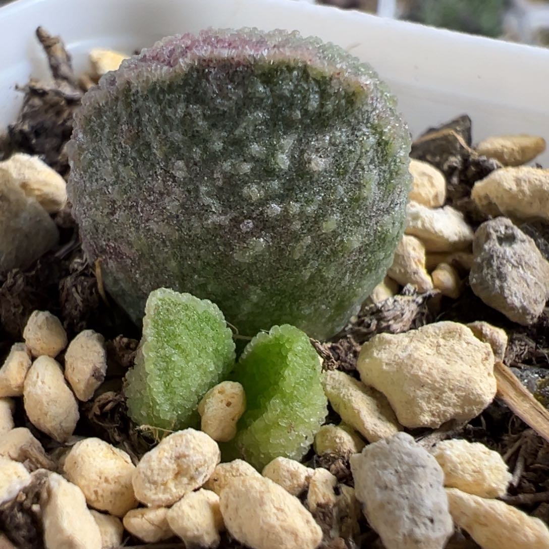 实生新品大苗多肉植物水泡