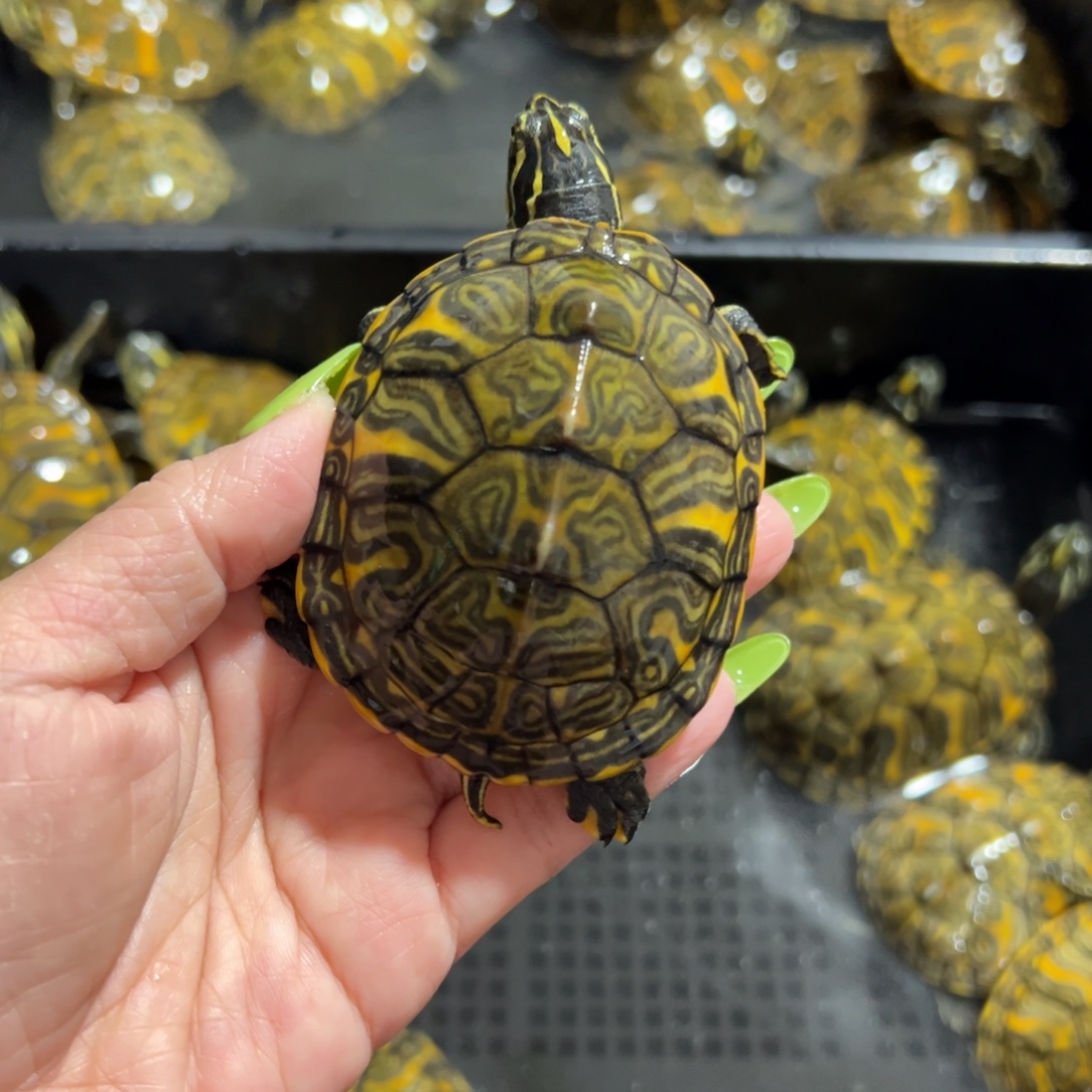 火焰龟母蝴蝶臂膀火焰龟全品