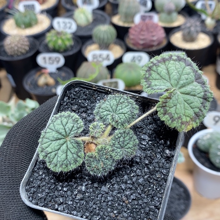 实生圆叶洋葵78号1.5cm