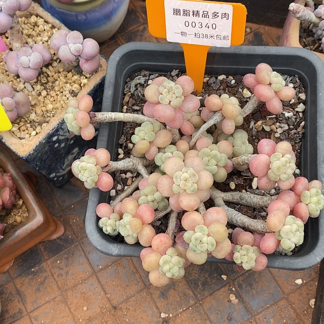 340咯女主我哦哦哦哦哦