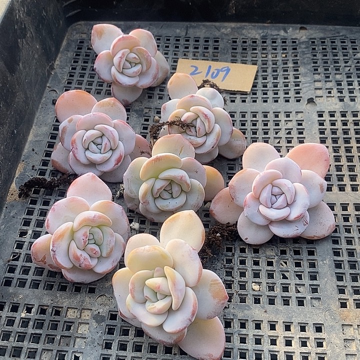 竹***无花朵2109号一物一拍雪莲