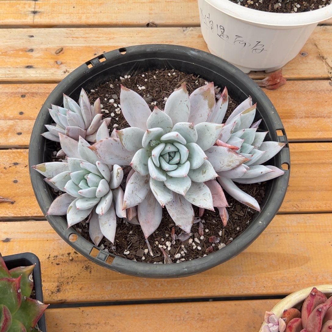 多肉墨西哥巨人【非偏远满18包邮】