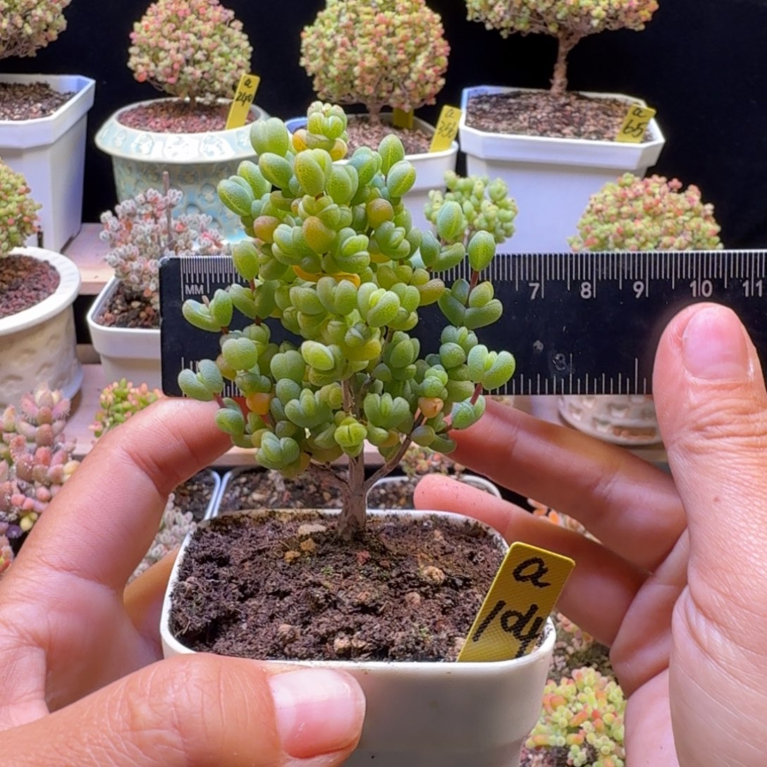 a104号元宝冠服6厘米左右