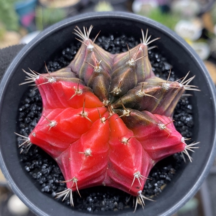 牡丹自然锦48号5.4cm