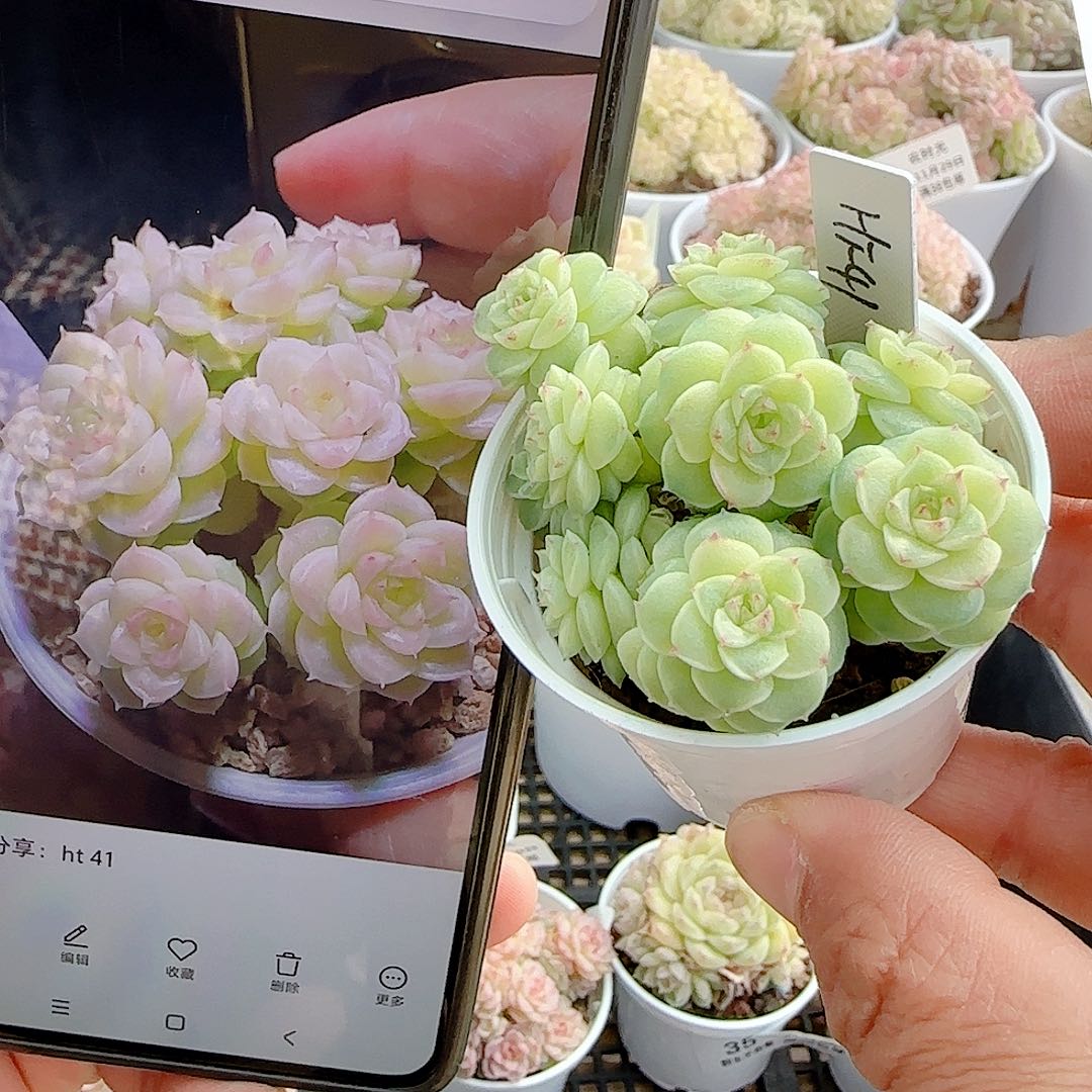 1129-38（ht-41）优选