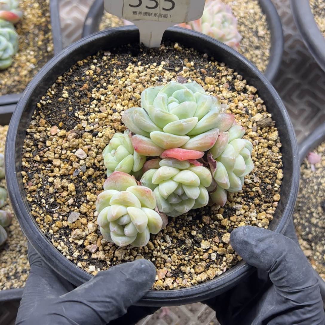 红陶多***爱335号多肉植物