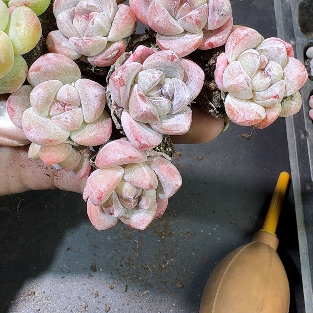 43号紫皮紫心到手10颗