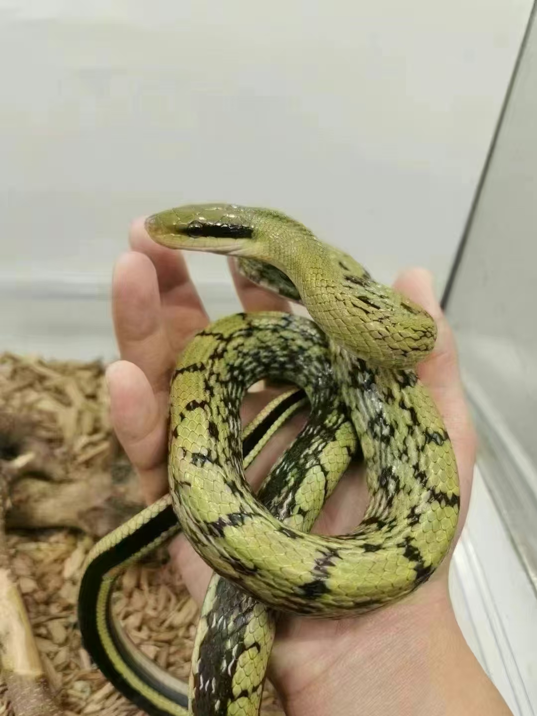 鲜蛇肉泡酒煲汤整条发