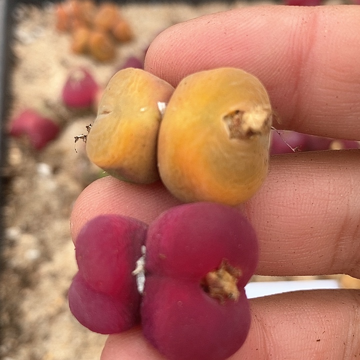 25617一组两颗    糖   