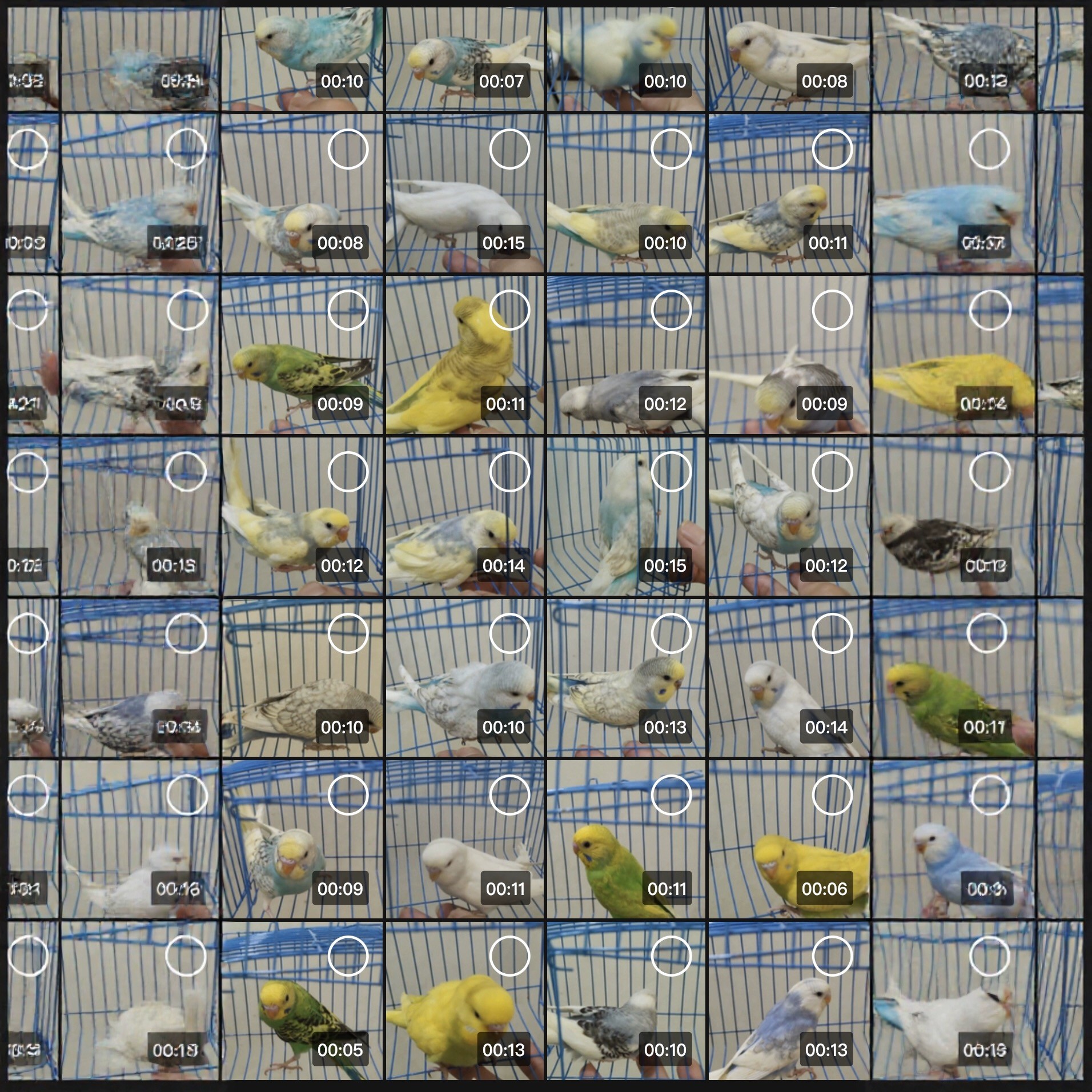 鹦鹉直播间旋风鹦鹉虎皮鹦鹉鸟类小鸟会学说话的鸟手养宠物