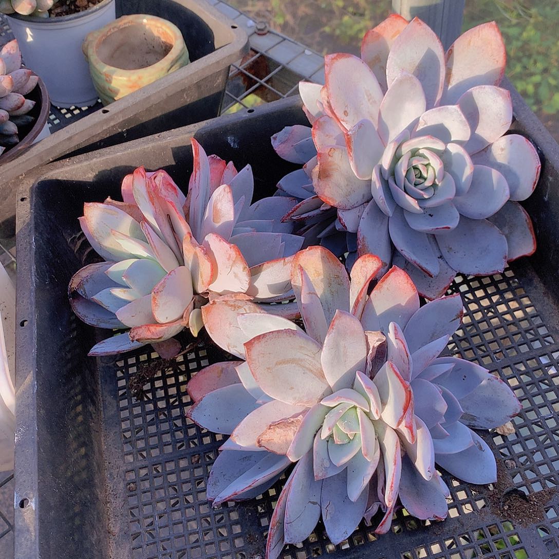 白莲群245678990000000