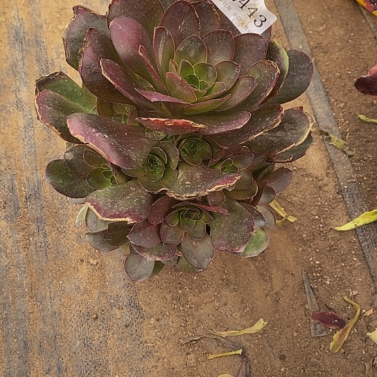 2443魅金玫瑰多肉法师锦