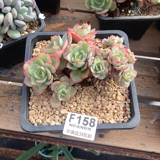 洁****牡丹亭朵朵158  清货处理7-8天发货