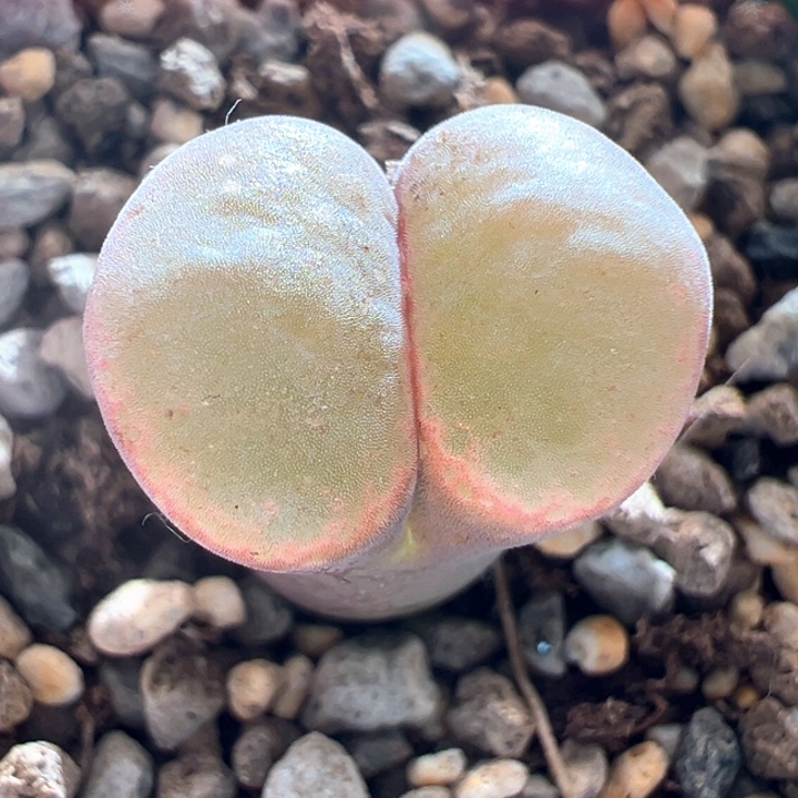 A68.  青蛙种源优选超宽窗Pnsp。c10 同款翻窗。   