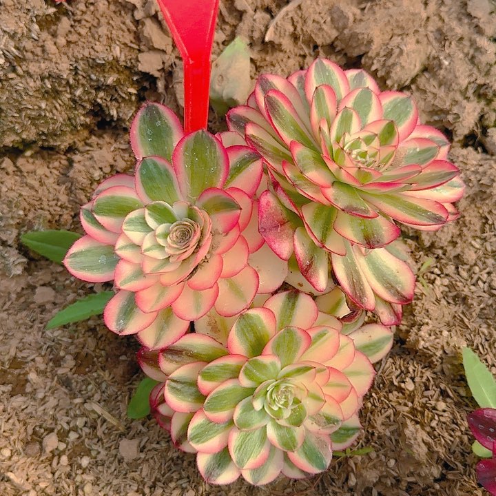 5-42倾城多肉法师