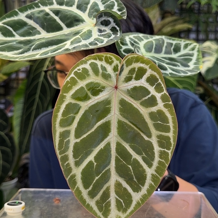 完全开放M31 粉柠檬极致小钻石