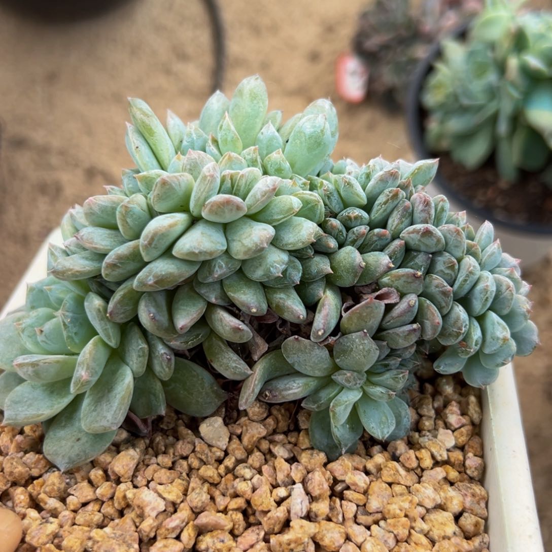 新年快乐 新年快乐