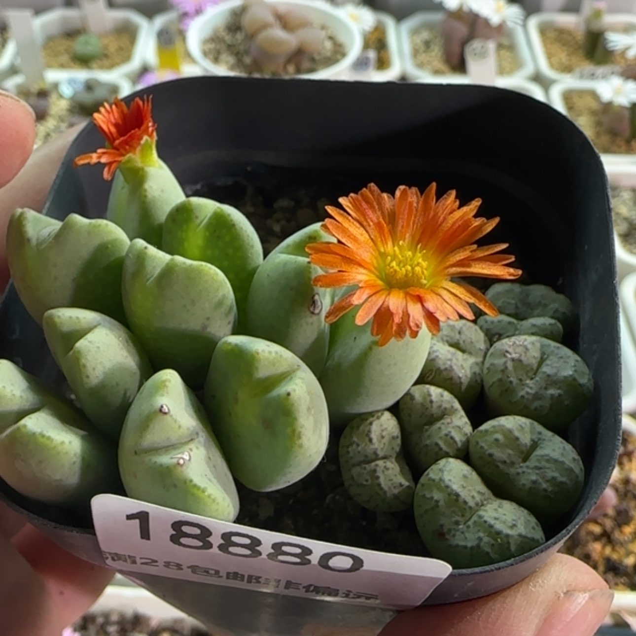 【闪购商品】18880     