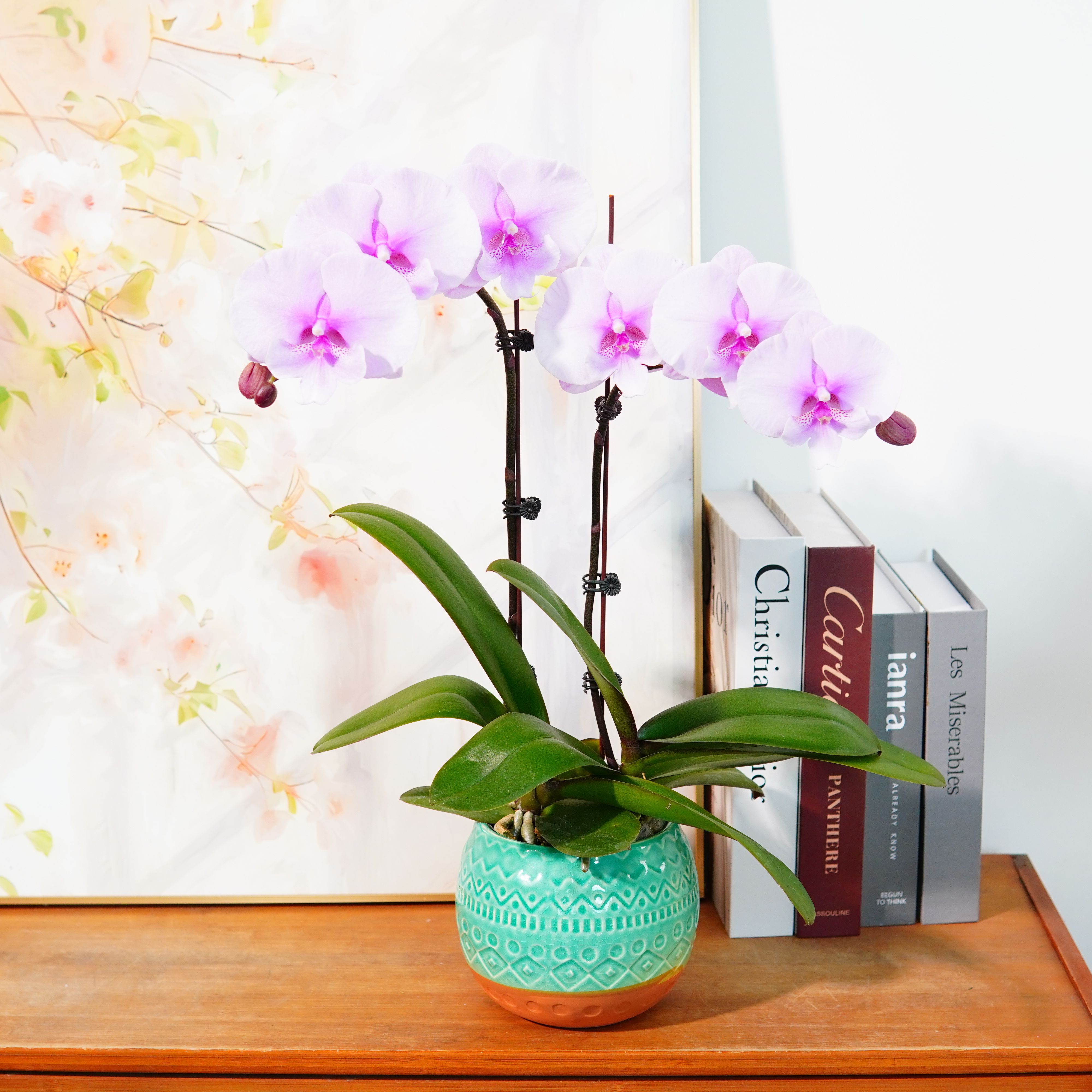 【大迷雾】天然粉蝴蝶兰鲜花精致 开花株室内绿植基地直发