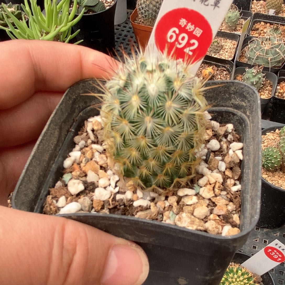 朝雾3.2cm一棵仙人球