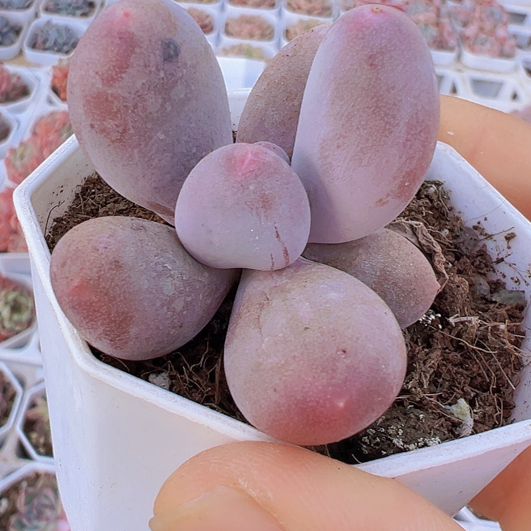 米可奶19包邮多肉植物