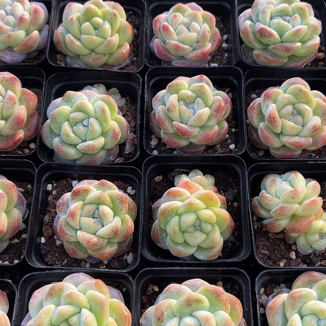 冰玉6.8一颗00000