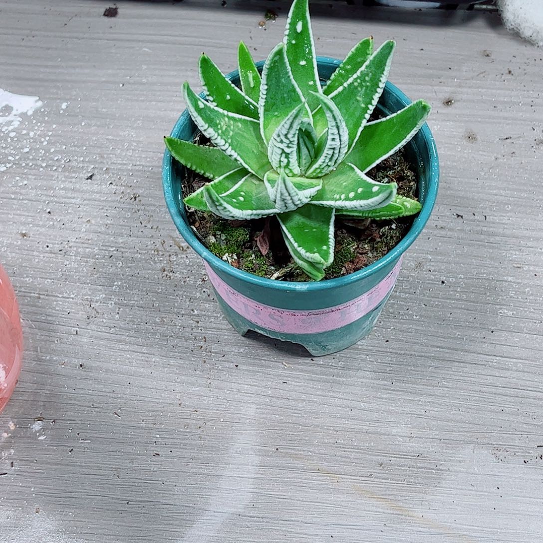 皇帝玉露一勿一拍