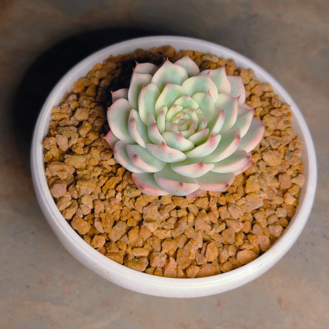 *****小远发货多肉111111