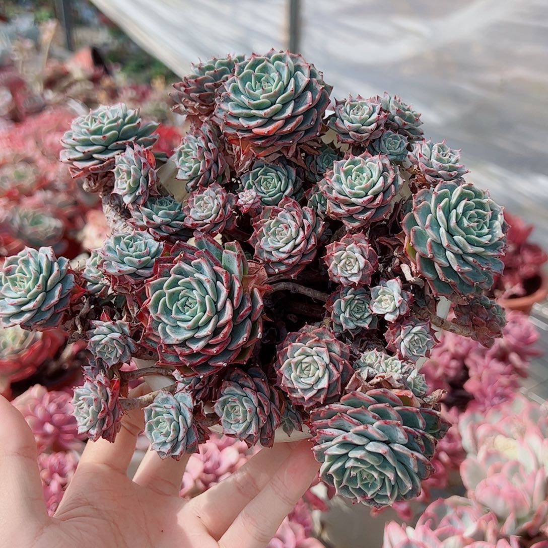 海滨格瑞多头群生精品特价