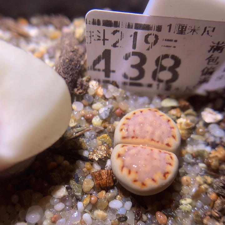 精品生石花219.438