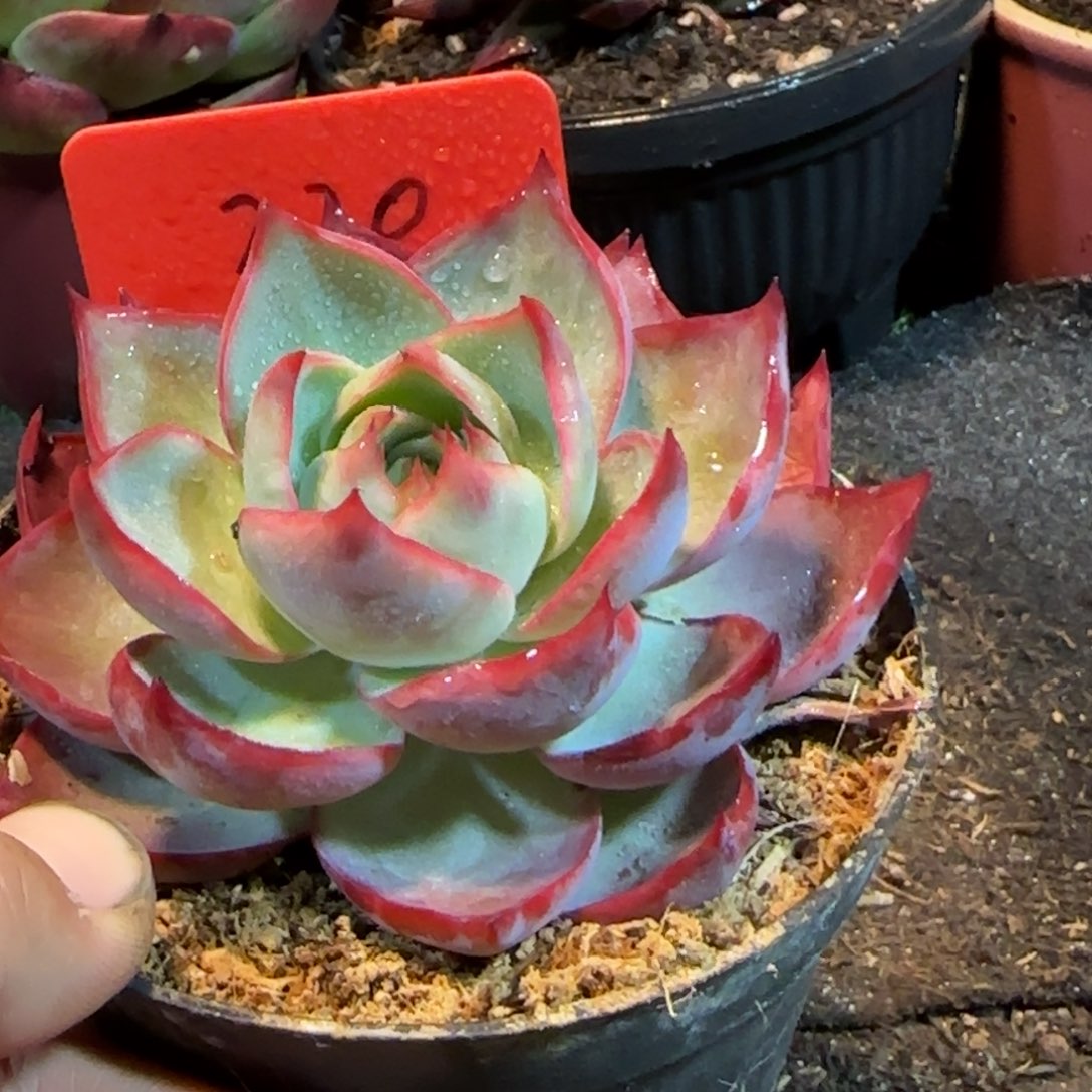 惊鸿一物一拍包装收缩花旱230