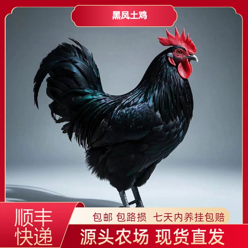 【顺丰包邮】5只6斤左右发货黑凤鸡青年鸡