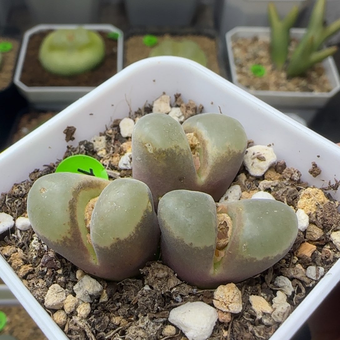 漂漂亮亮多肉植物143