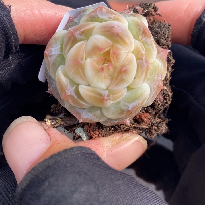 1212-569，冰魄多肉