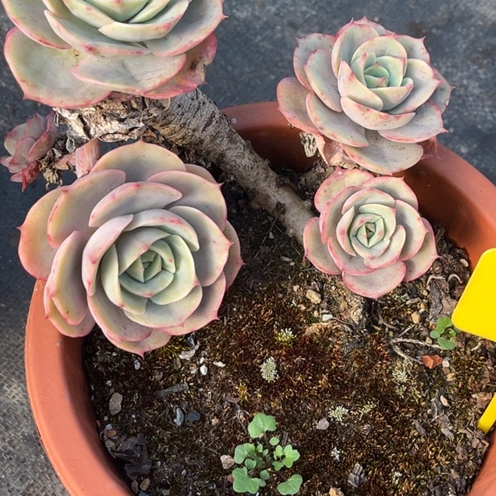 702 0000多肉88888888