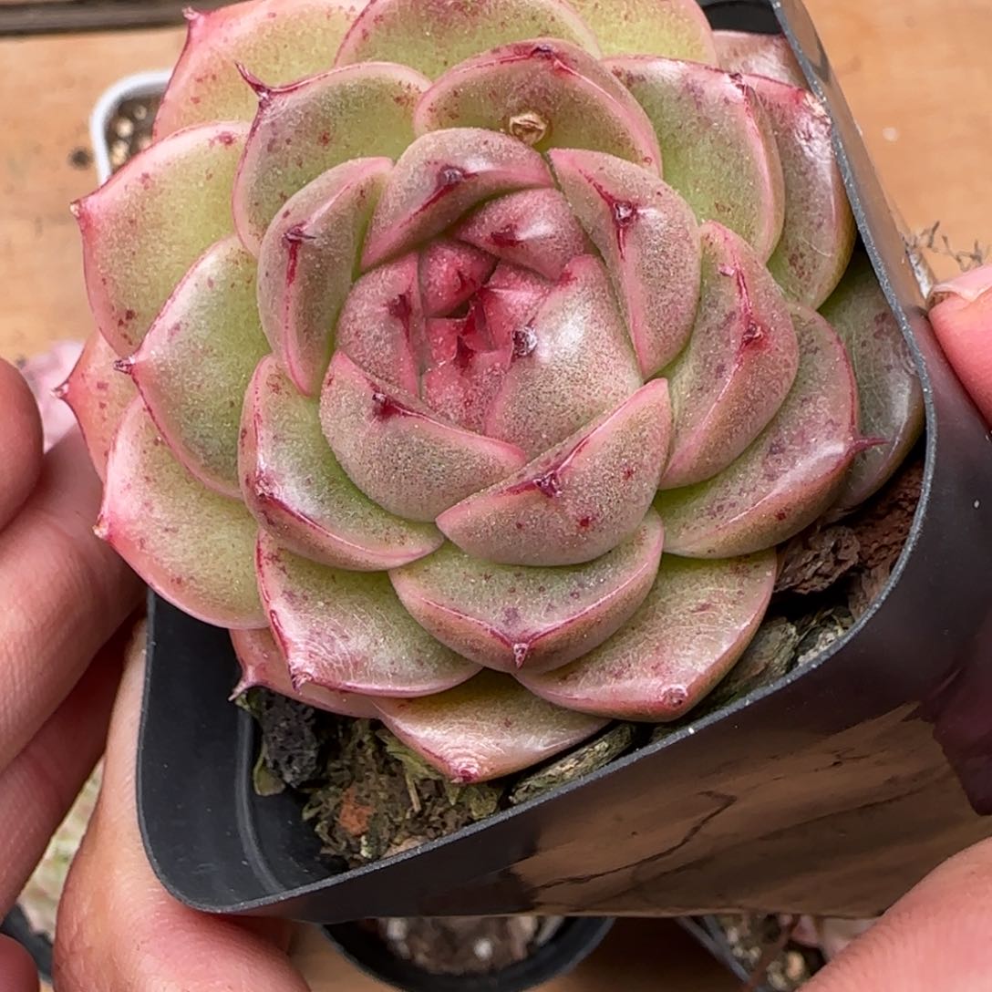 一物一拍麦秆珍妮08284