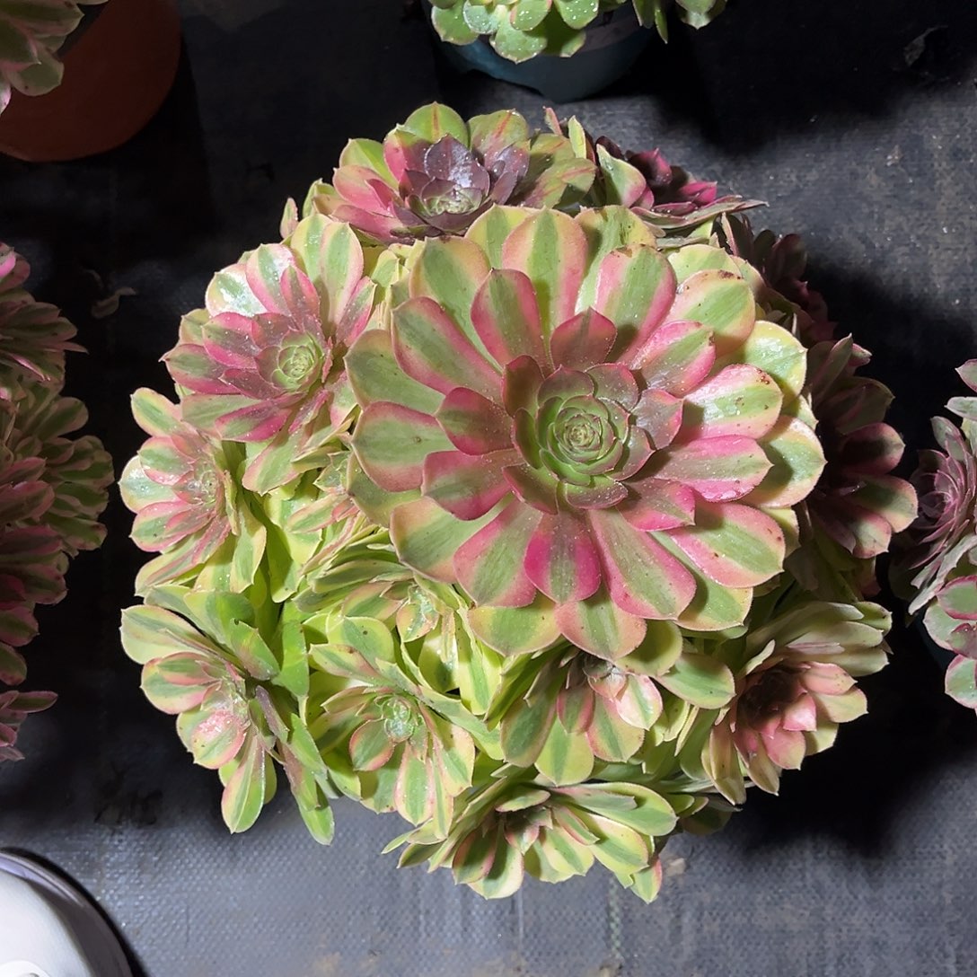 雨荷法师多肉植物漂亮