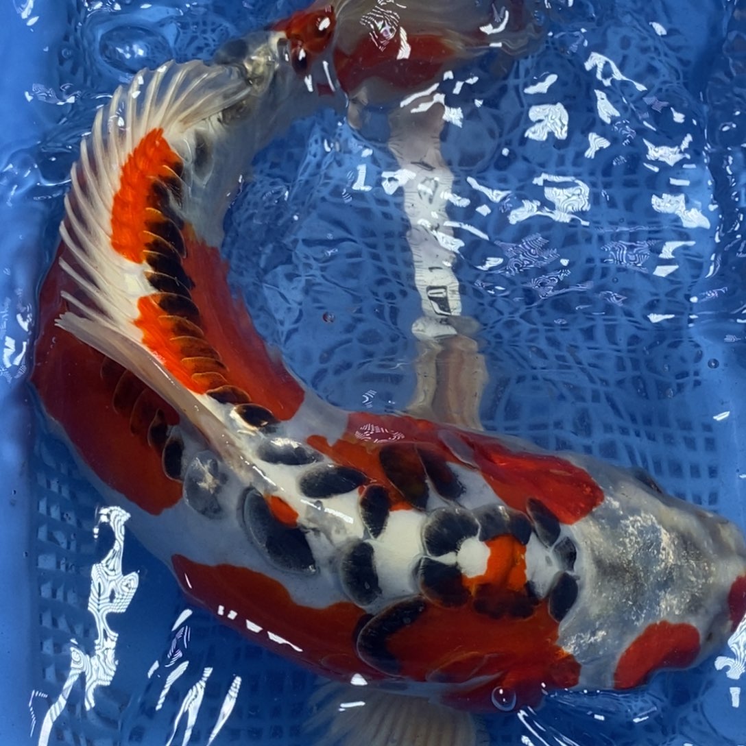 锦鲤冷水锦鲤包邮