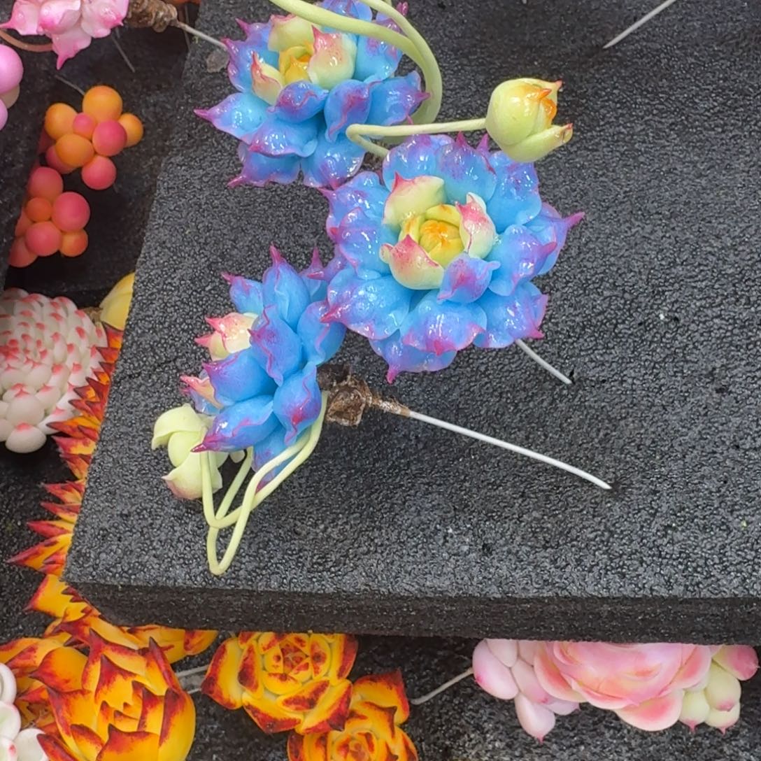 树脂780号哦哦哦哦哦哦哦