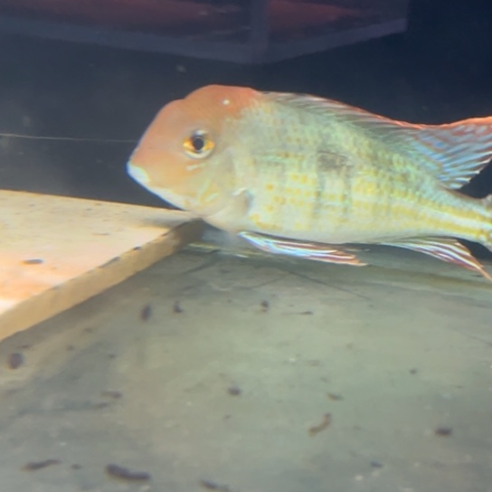 大***鱼慈鲷鱼14-15厘米大红头力种鱼1只