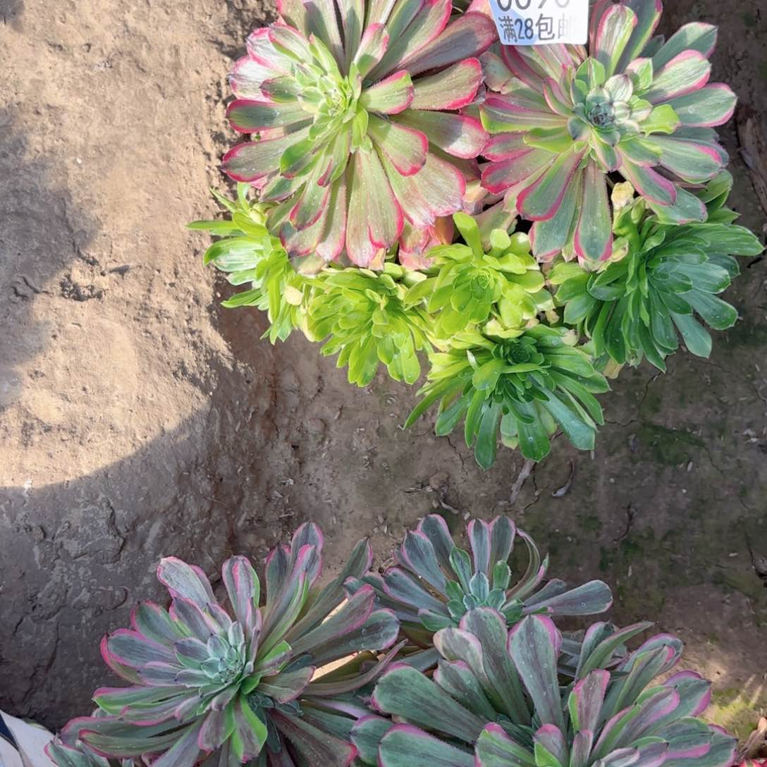 0090花脸粉带多肉111111