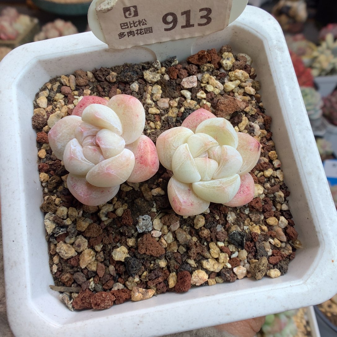 913樱花冰玉新年好