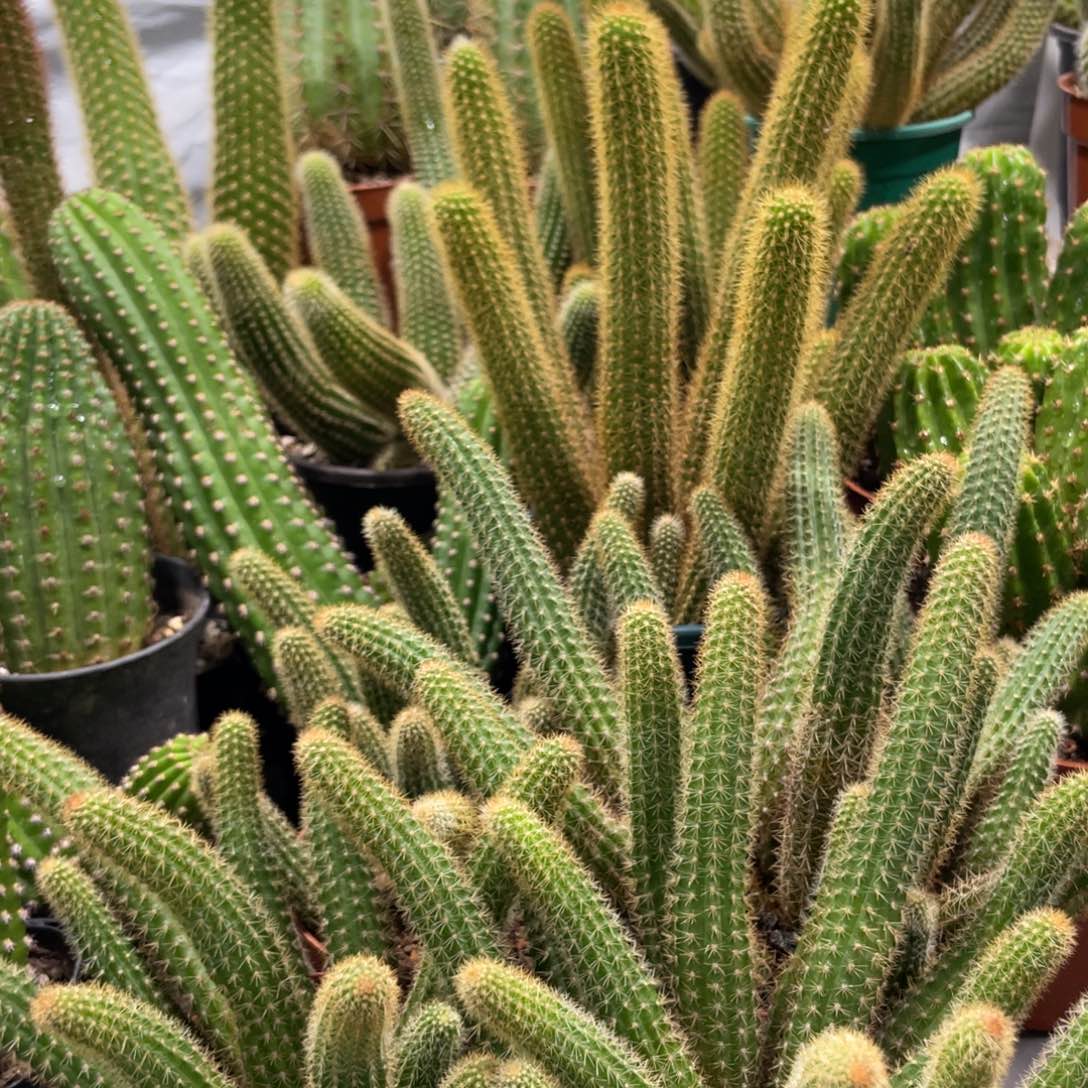 新品橙仙子金妞群生一杯