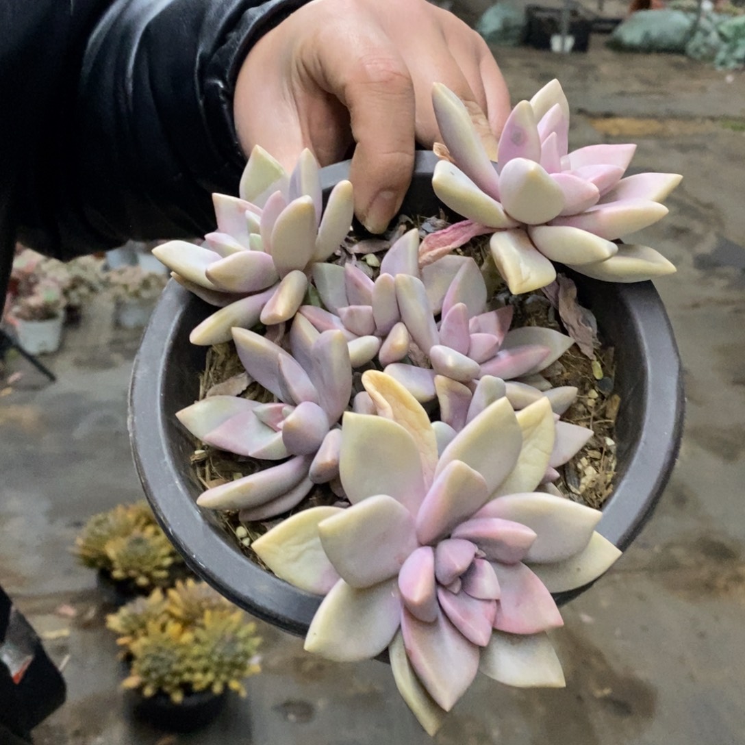 桃花多头群生整桩