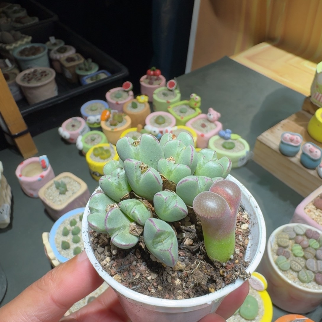 茄***椒蘑菇1265花花花花花花