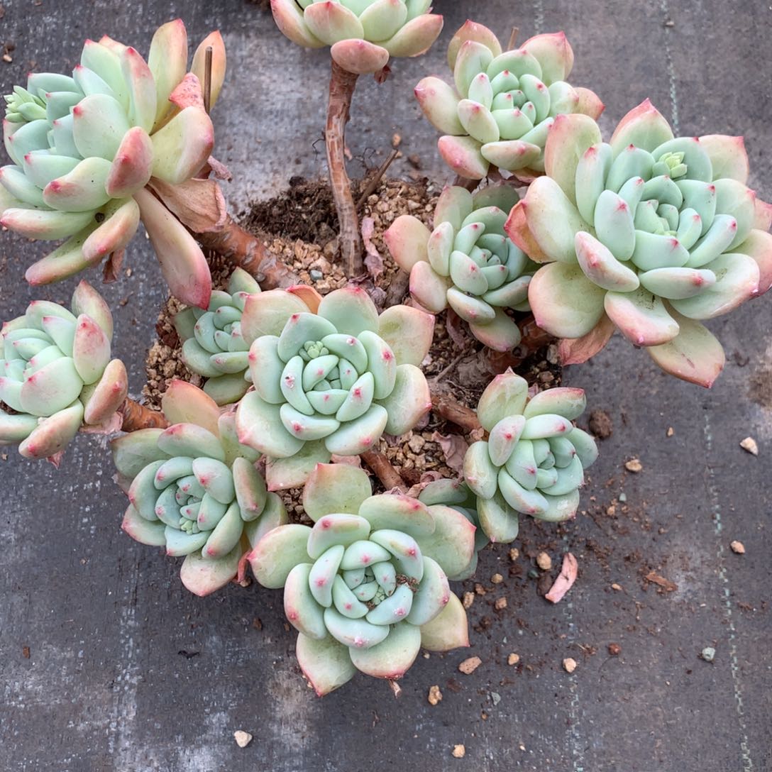 友家多肉一物一拍