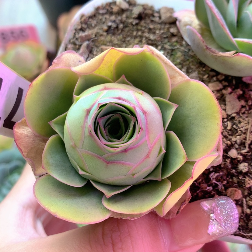 【闪购商品】福利447