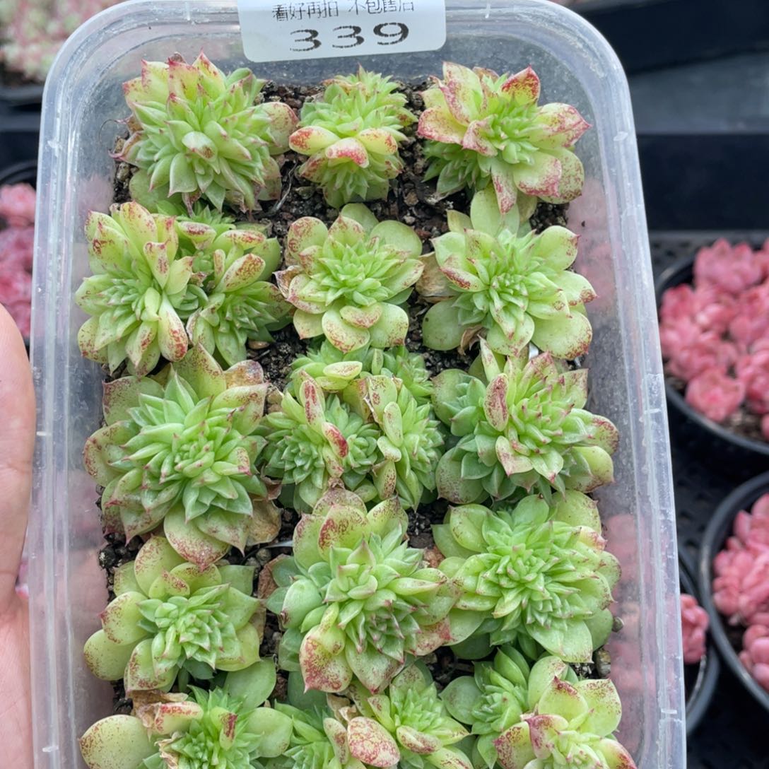 云糖心多肉植物339