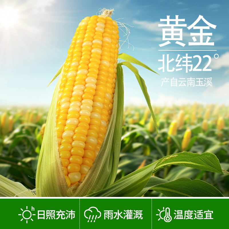 【精选当季】云南新鲜金银水果甜玉米鲜嫩甜脆爆汁可生吃榨汁蒸煮汤