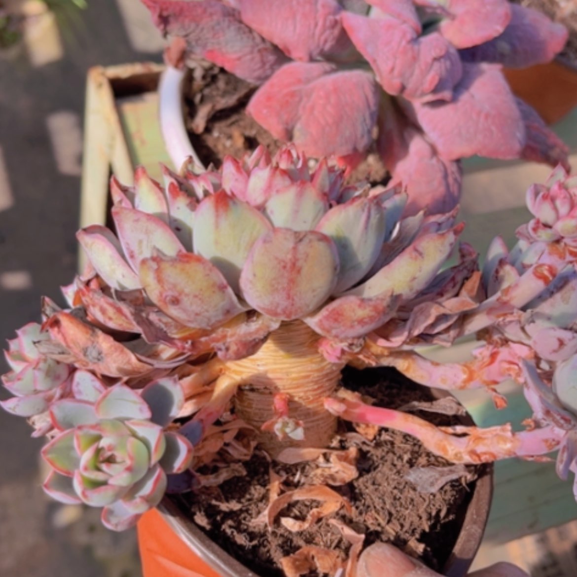 【闪购商品】赫拉多肉13125